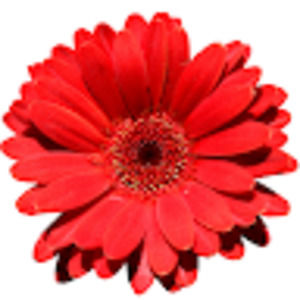 Meet your Posher, Sherry